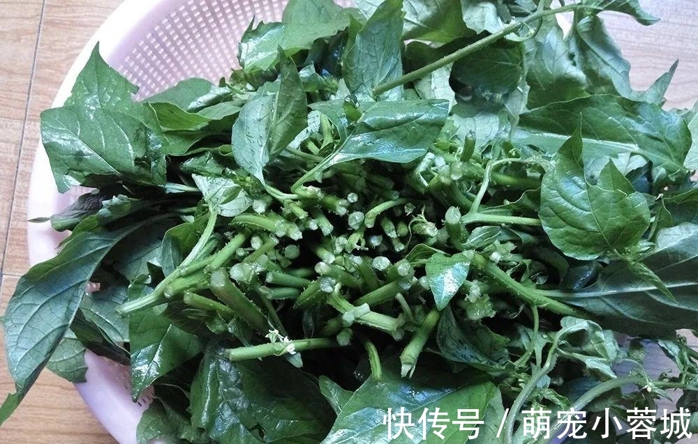 一种茄子,全株都有毒,却成南方民间美味野菜,做腌菜是一绝