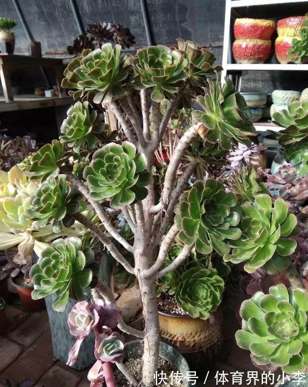 几块钱的小苗,邻居1年养成老桩,给1000块都不卖