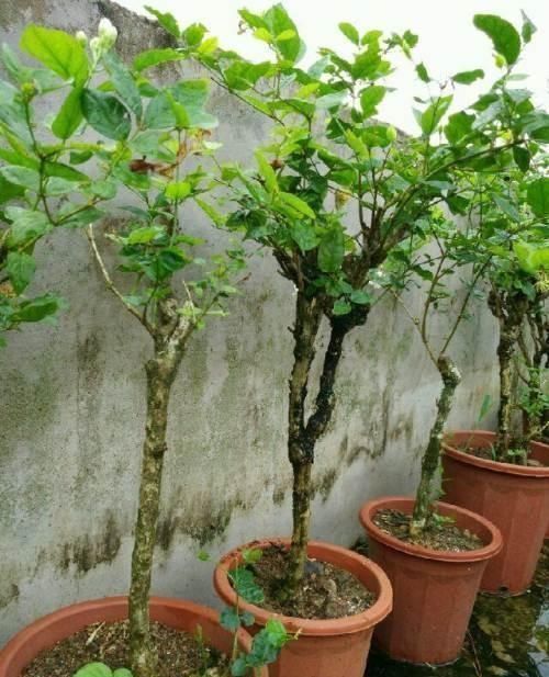 种花|这“三种花”遇水就疯长,越养越“贵气”,古代大户人家最爱养