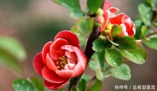 生肖|端午节后，“祥云枝头绕”，3生肖霉运不缠身，财运大翻滚！