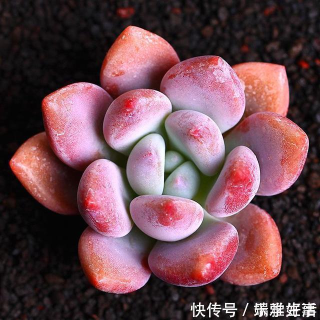 多肉|最萌不过粉色,这10款粉色系多肉,各有各的美,哪种能“粉”到你