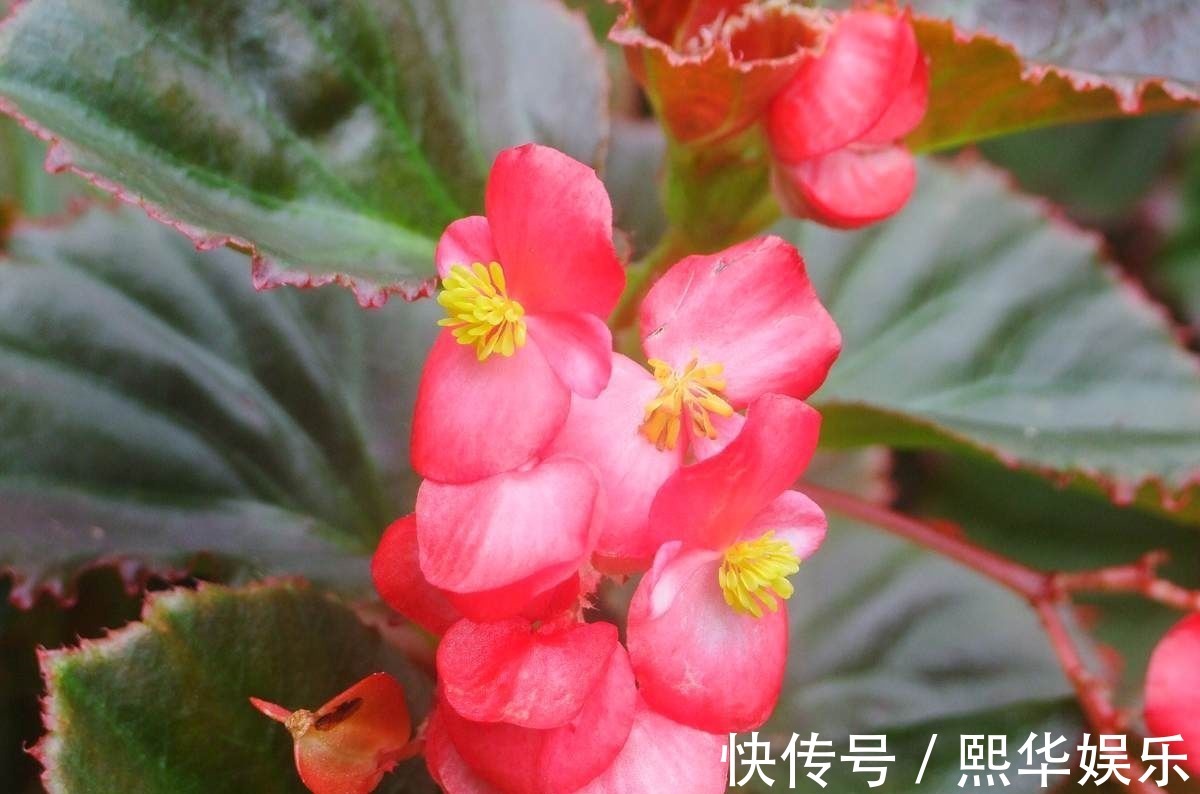 5种四季开花的植物,养一盆在家里,四季有花看