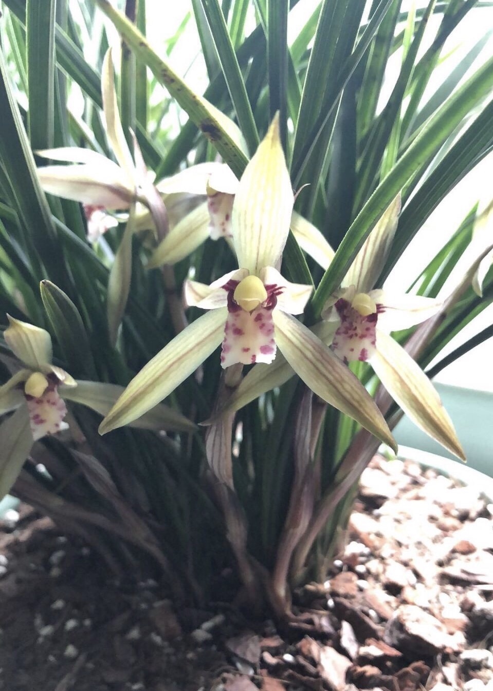 植物|养不好5种植物,就要赶紧“跳坑”,不然买多少、死多少