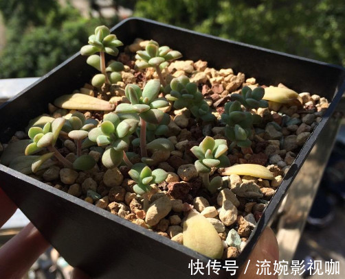 叶片|多肉马库斯怎么叶插教你3个叶插小步骤，生根迅速长势更旺盛