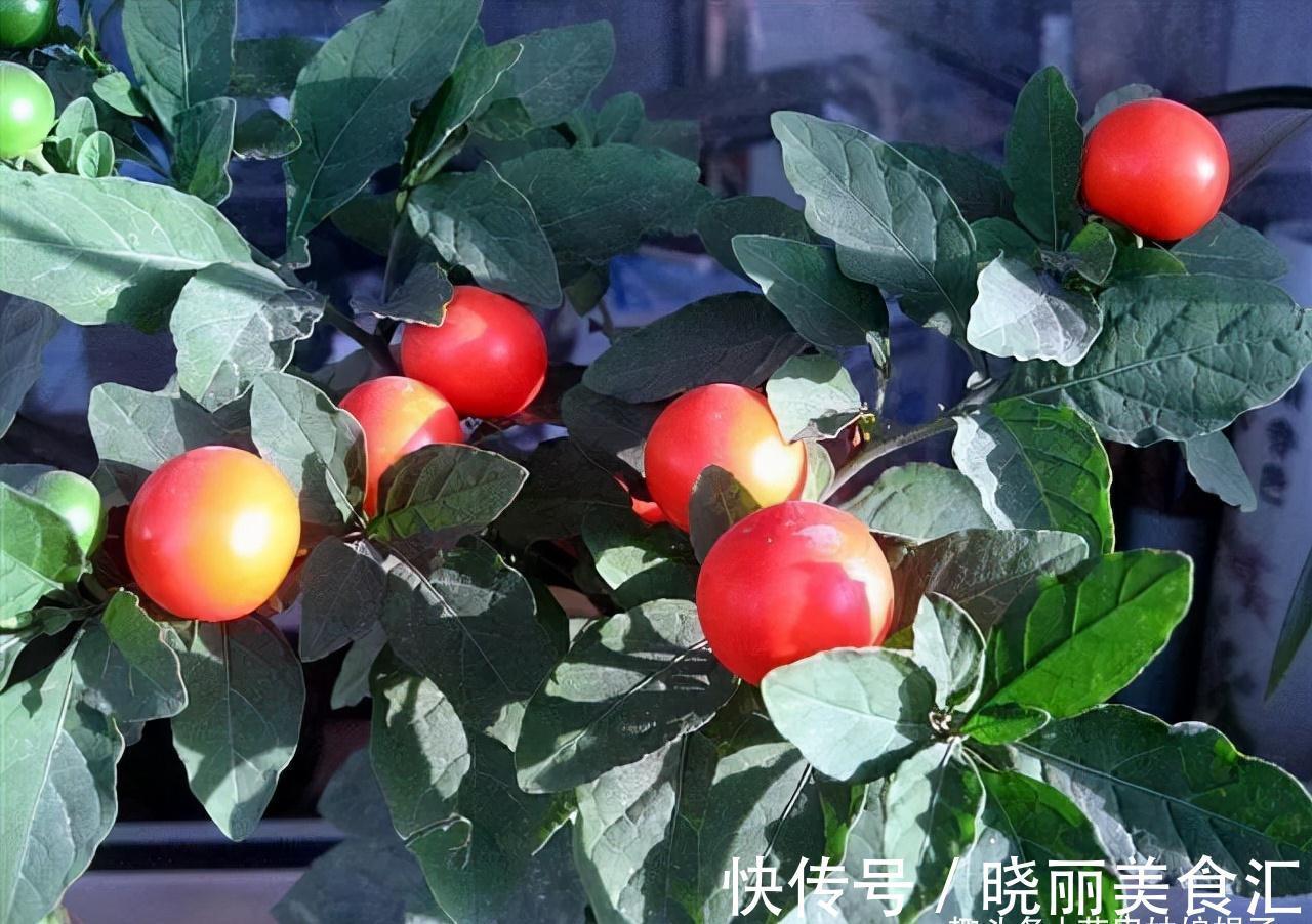 6种盆栽能结出满树红果果，挂果时间也长，养在室内凸显居家品味