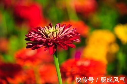 耧斗菜|3种花很好养，花大色艳花期长，懒人也能养爆盆，越养越上瘾