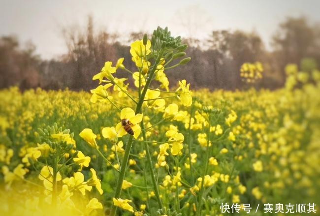 老年|初春的南方己是花花的世界了，春意盎然看美成啥样了？