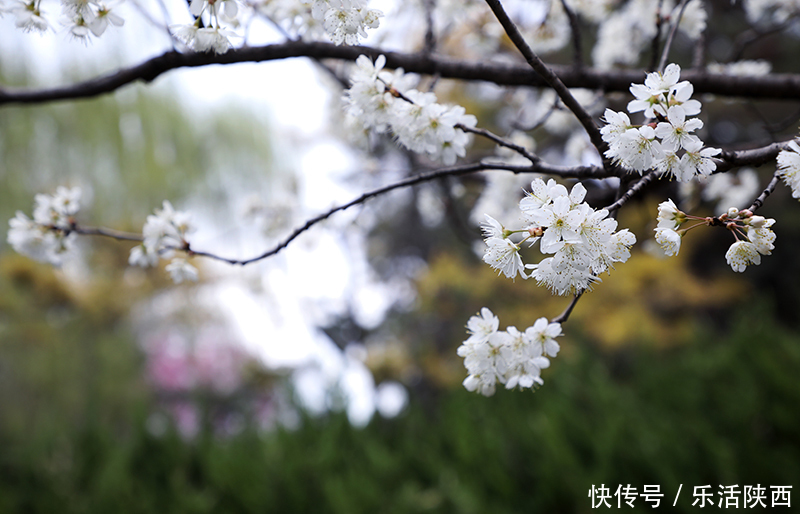 中年|百花争春时节，在西安，这些浪漫的事情一安排 ，想怎么嗨都行