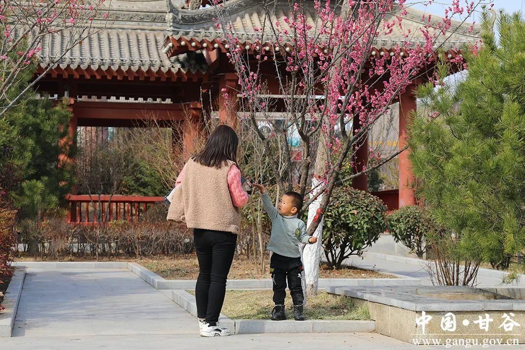 【春日印象】甘谷：梅花盛开春意闹