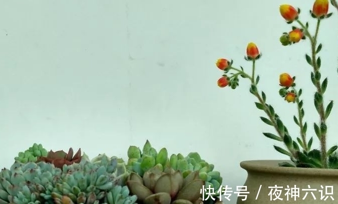 合适的时机,正确的施肥,助力多肉美翻天