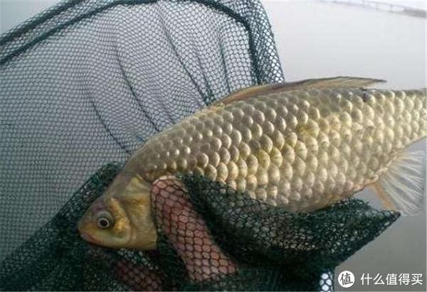 鱼种|小鸡饲料钓鱼时效果显著，合理选用是关键所在，掌握好了渔获不愁