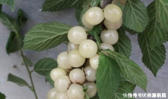 提个醒：此野果在路边碰见，可以随手摘回家，好处非常多