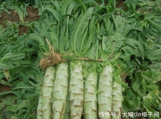 胶原蛋白|天然的“胶原蛋白”食物,女人经常吃一点,皮肤光滑有弹性