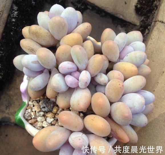 浇水|花友硬生生把“普货”桃美人养出“贵货”的状态,离不开这5点!