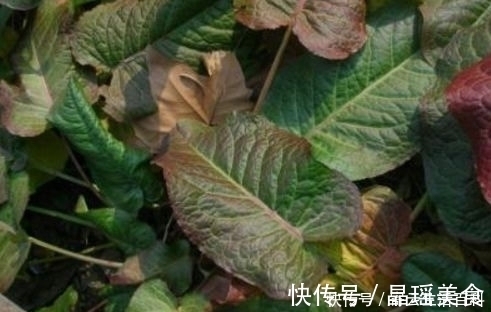 野草|农村有一种野草，叶子会慢慢的变色，曾经是穷苦人的救命草！