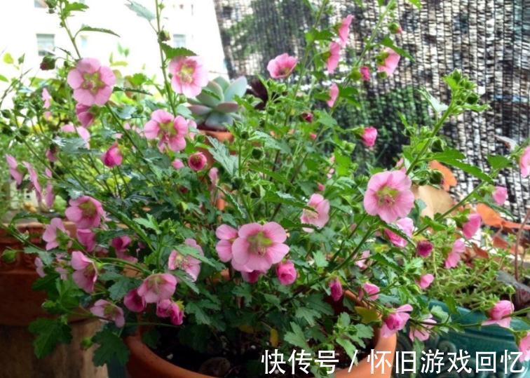 冬季养小木槿,想平稳过渡就该注意这4点,保来年开花更多