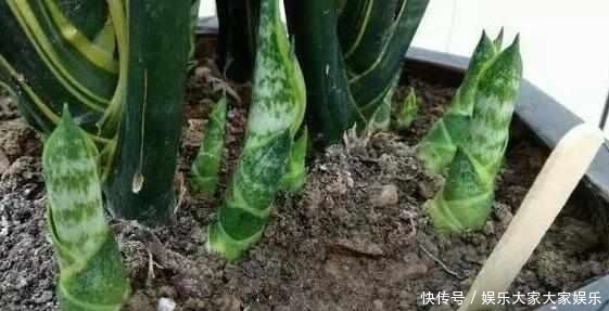 什么阿司匹林、维生素都不如“1块它”,掰碎扔盆里,壮根挤破盆