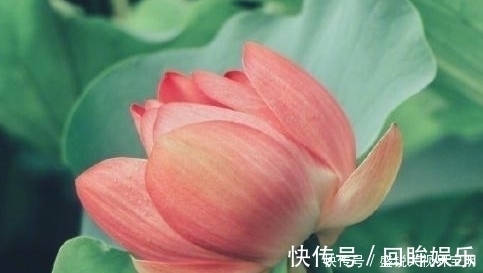 菡萏!荷花有33个名字,不说不知道,12首经典古诗词,都是写荷花的