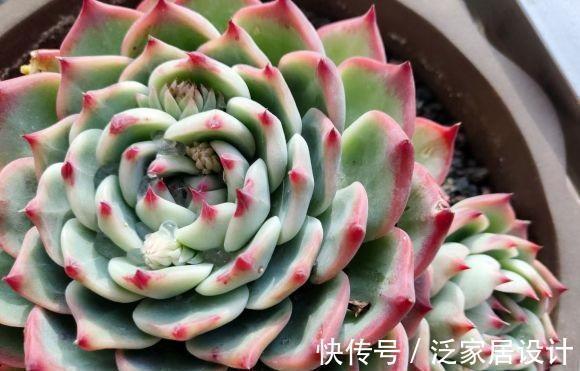 养死|养多肉急不得,养护期间总结经验,少浇水保持干燥,有效减少死亡