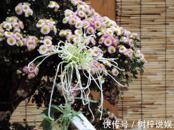 喜欢菊花，就养盆“五大名菊”十丈珠帘，飘垂如丝发，仙女之姿！