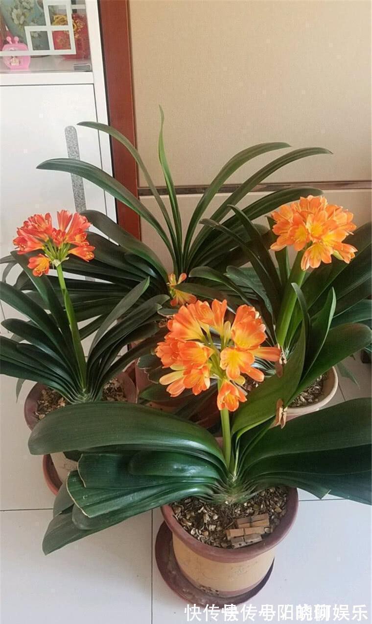 6种漂亮花,都有“好寓意”,喜欢的话养一盆,吉祥又大气