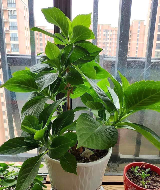 养花|养花新手买“老桩”,都被“割韭菜”,高手会省钱,专挑小的买