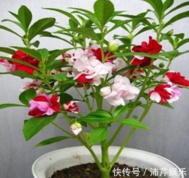 我经常用以下三种水浇花，不用施肥也能让花卉长到爆盆