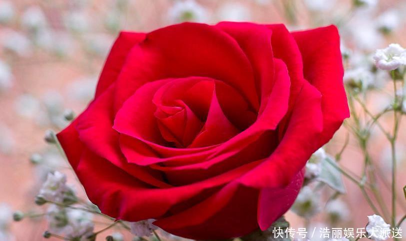 红袖红袖玫瑰|爱上养花，首选这款“精品玫瑰”果汁阳台，爆成花海，花姿卓越