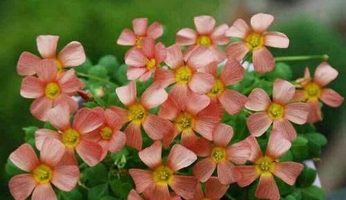 4种花最受欢迎，好养如绿萝，花期超半年，室内也能养，适合新手