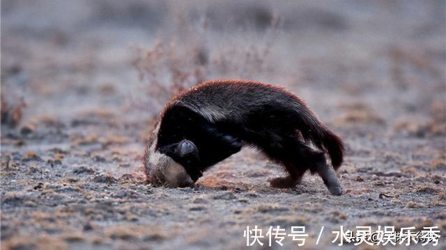 鼓膜|24个冷知识：真实存在于世界，可以使人博学的有趣知识