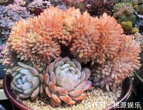 多肉没状态，三动作“虐一虐”，催出缀化感，养成老桩值上万块