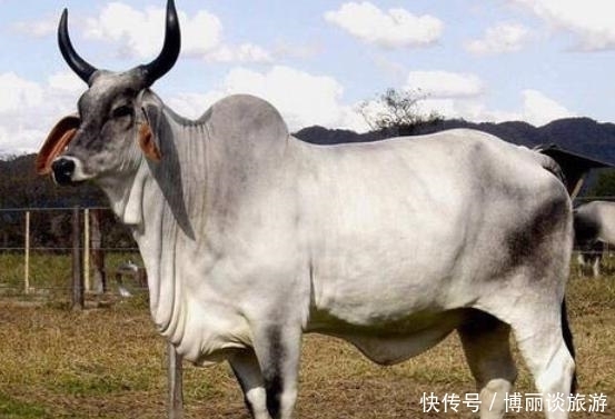 不信奉|印度信奉“牛”不吃牛肉,他们的牛都去哪了?看完之后怀疑人生