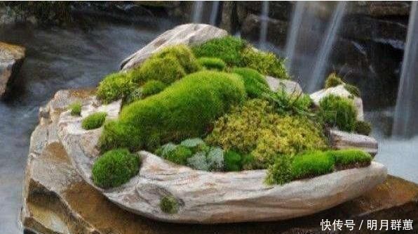 苔藓|路边常见的“它”,挖一块铺花盆里,不花一分钱,15天后收获惊喜