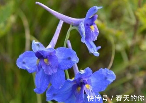 翠雀养家中，一点“垃圾”扔盆里，花朵似“鸟雀”，一开一大片