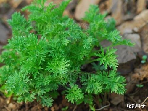 春天到了，因此春天遇到這4菜別錯過，等長大了叫白蒿，營養(yǎng)高味道鮮美