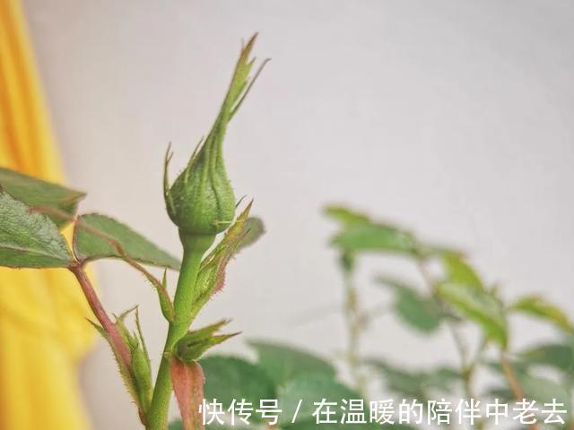养花技巧公认难养的3种花,高手用经验告诉你,怎样快速开花