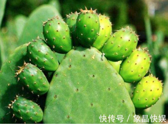 小妙招|仙人掌烂了还能活吗教你3个挽救小妙招,让仙人掌“起死回生”