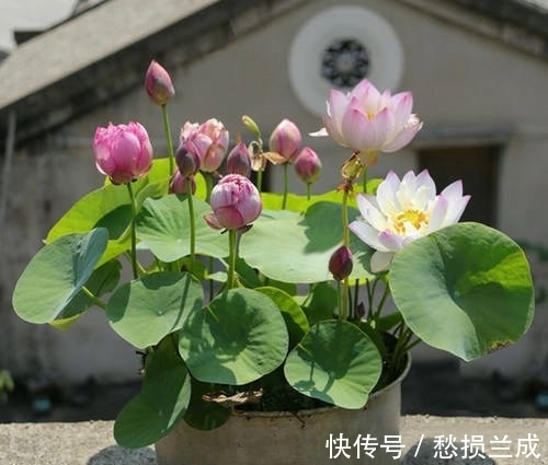 水培碗莲开花少,其实是方法错了,正确的做法应该是这样
