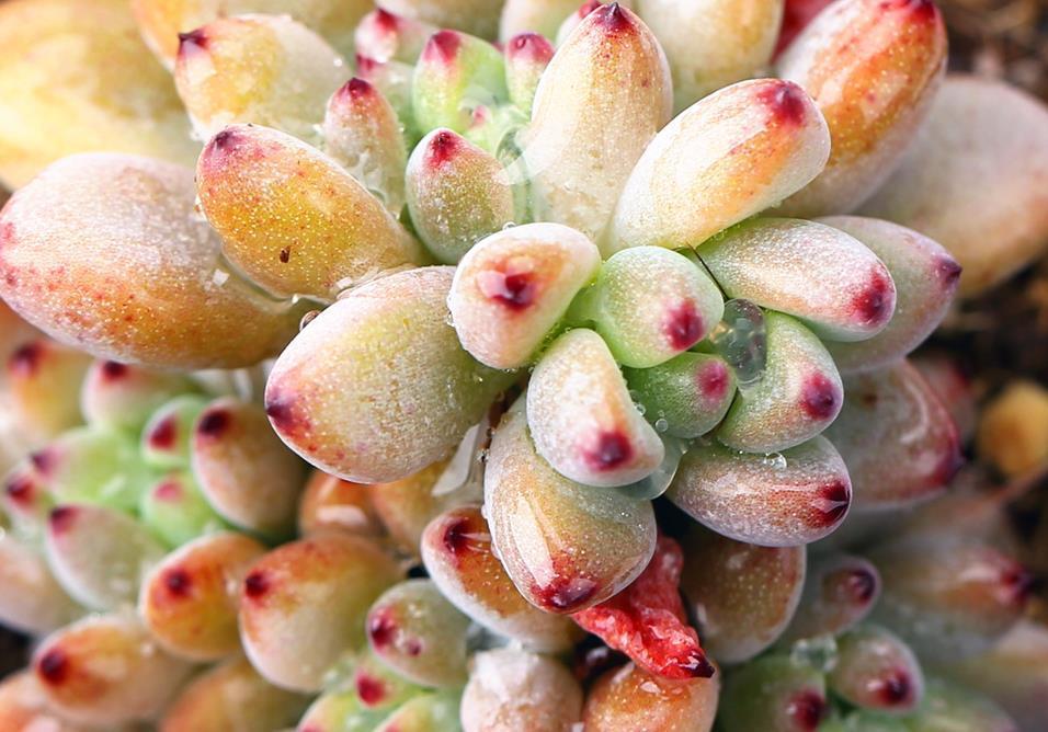 自来水|居家盆栽多肉植物黑莓,如何养护好?