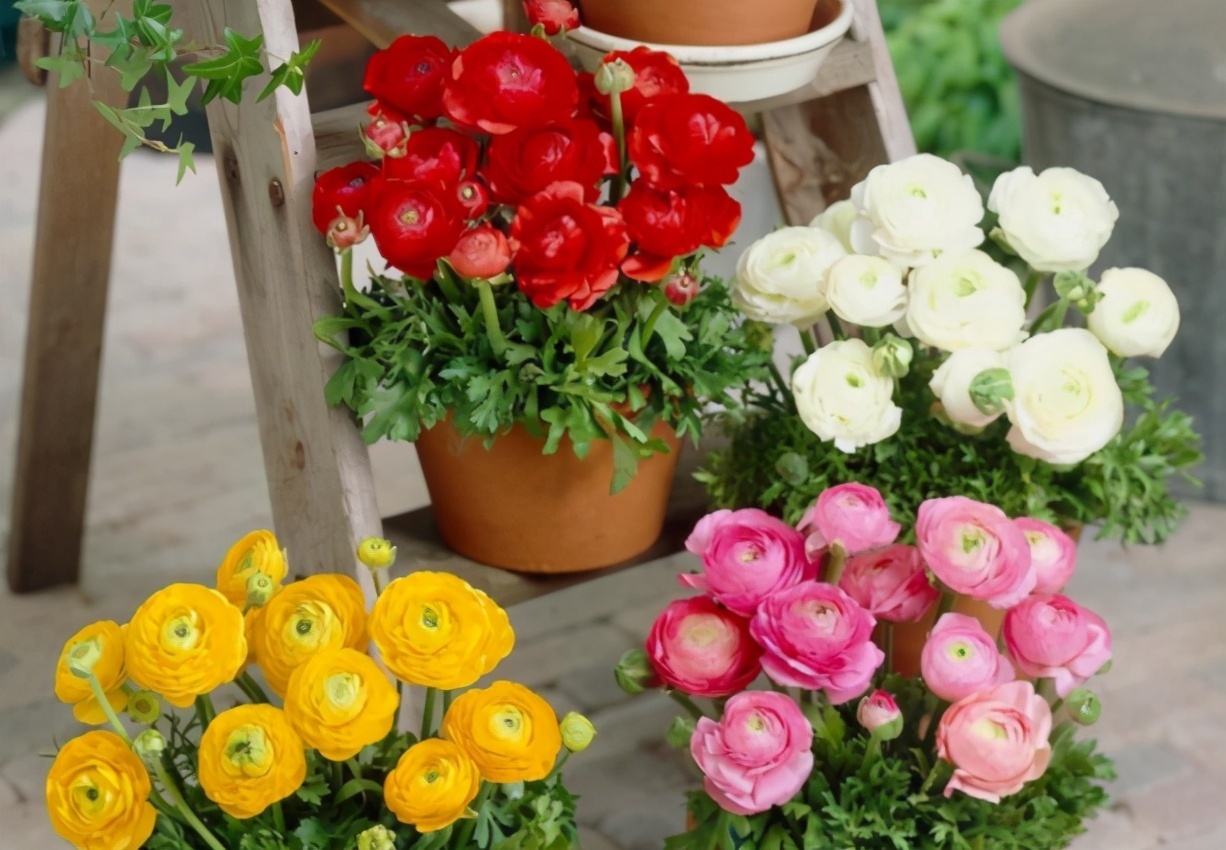 喜欢牡丹、月季,不如养花毛茛,株姿玲珑,节省空间,更有品味