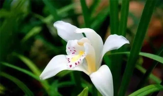 石斛兰|最全的兰花大鉴赏,看看你都见过几种兰花!