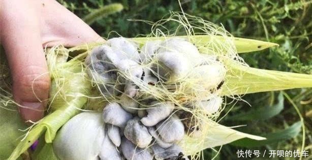 玉米上的这种真菌，被称作“天然黑松露”，价值高，农村懂得很少！