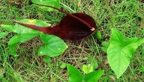 痈疖肿毒|山里遇见这种植物,是您福分,请记住它,当下极为珍贵