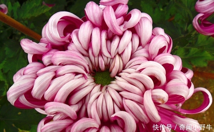  牡丹|喜欢养菊，不如养盆“十大奇菊”紫凤牡丹 ，花似凤凰起舞，美呆