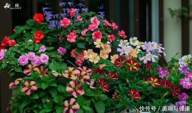 这3种植物能杀菌，家里种上几盆，细菌去无踪！