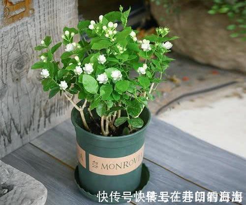 天冷|天冷了,15种漂亮花喜欢“大太阳”,多晒长得壮,花更多