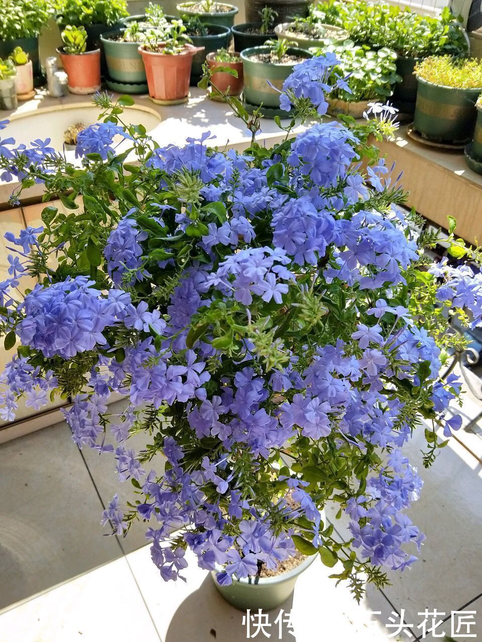 3月养蓝雪花，挖开花盆有“惊喜”，注意3点夏天开成“大花球”