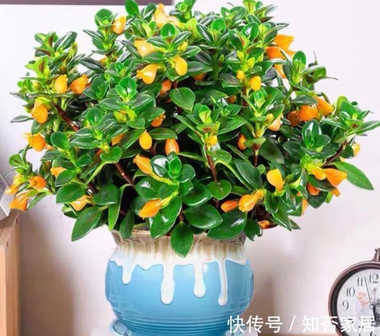 花卉|室内养招财花卉，别只养发财树了，这种小盆栽寓意好，颜值高