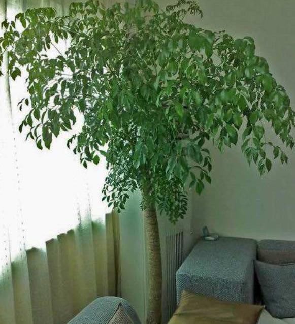 阳台上|“此树”是幸福的象征,还能开花结果、吸甲醛,回家赶快养一盆