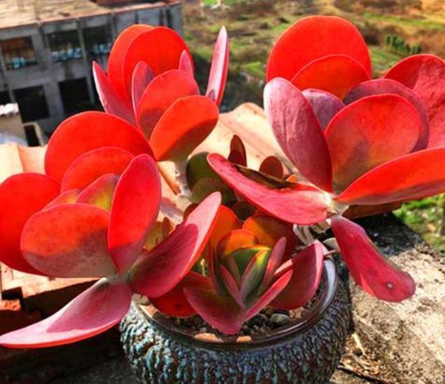 10月养多肉唐印,了解掌握5个要点,叶片红艳似蒲扇,美极了